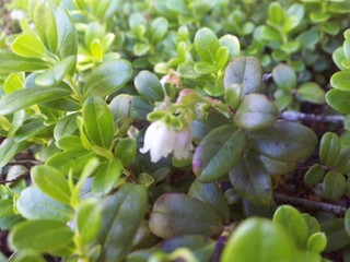 SH3D0575.jpg