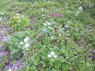 SH3D0585.jpg