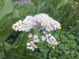 SH3D0592.jpg