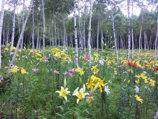 SH3D0601.jpg
